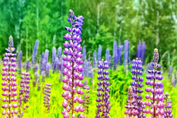Яркие люпиновые цветы на фоне летнего пейзажа . — стоковое фото