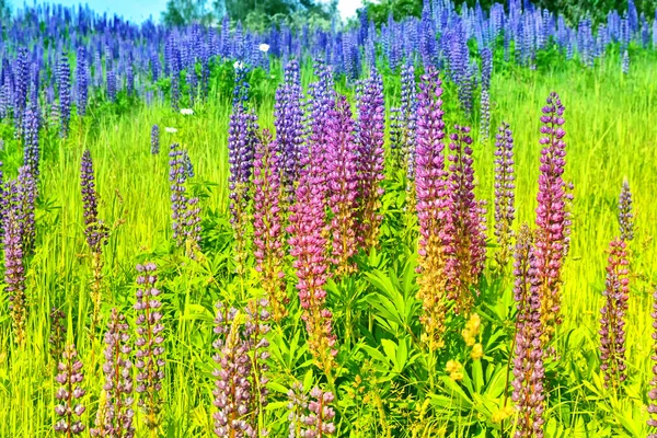 Bright lupine flowers in the background of the summer landscape. — Stock Photo, Image