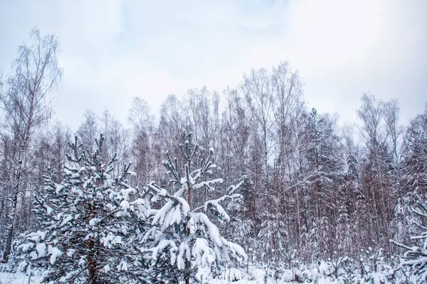 雪に覆われた木々が凍る冬の森. — ストック写真