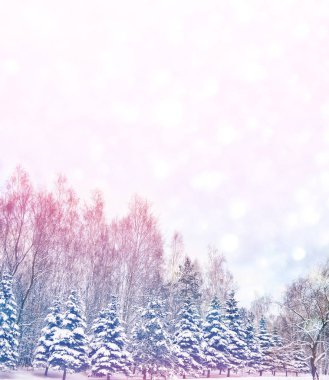  Karla kaplı ağaçlarla donuk kış ormanı.