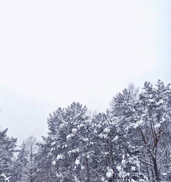 森林在霜冻中。冬季风景。覆盖着雪的树. — 图库照片