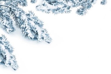 Kar kaplı ağaç Noel ağacı dalları 