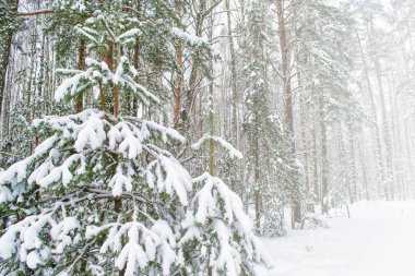  Karla kaplı ağaçlarla donuk kış ormanı.