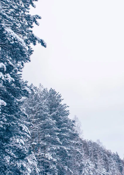 Bosque de invierno congelado con árboles cubiertos de nieve. — Foto de Stock