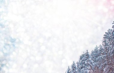  Karla kaplı ağaçlarla donuk kış ormanı.