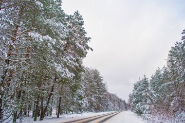  Karla kaplı ağaçlarla donuk kış ormanı.