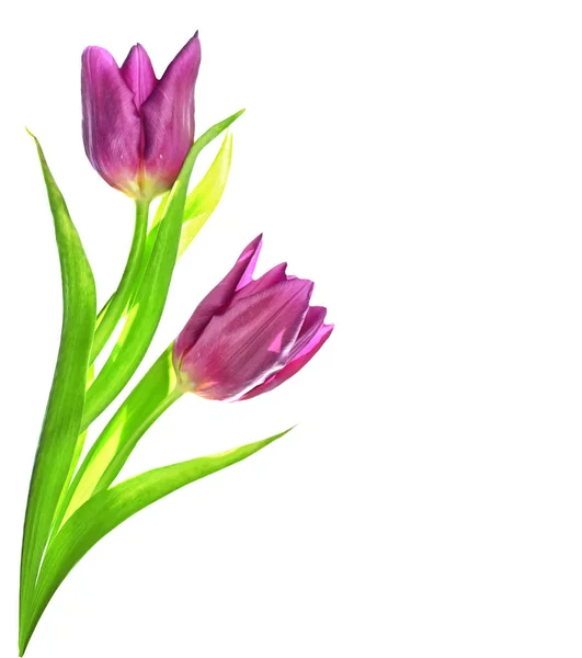 Spring flowers tulips isolated on white background. — Stock Photo, Image