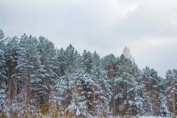 雪に覆われた木々が凍る冬の森. — ストック写真