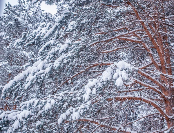 Замороженный зимний лес с заснеженными деревьями. — стоковое фото