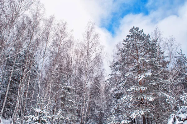 Floresta de inverno congelada com árvores cobertas de neve. — Fotografia de Stock