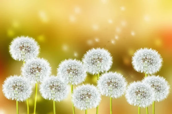 Flor de diente de león esponjosa contra el fondo del lan verano — Foto de Stock