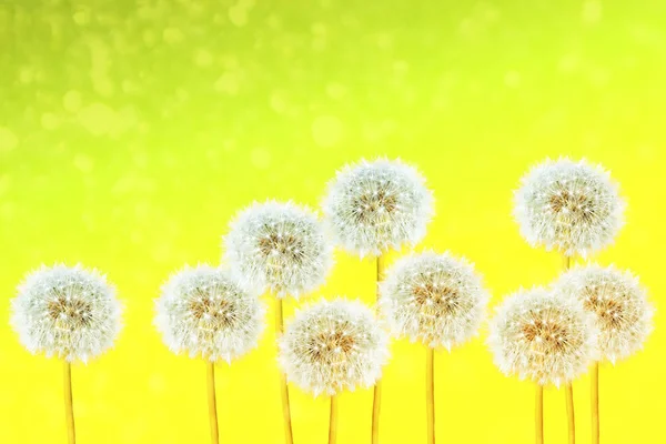 Flor de diente de león esponjosa contra el fondo del lan verano — Foto de Stock