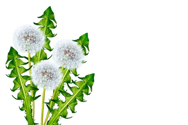 Dandelion flower isolated on white background. — Stock Photo, Image