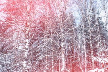  Karla kaplı ağaçlarla donuk kış ormanı.