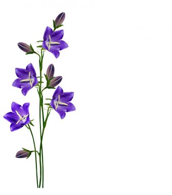 Beyaz arka plan üzerinde izole bahar çiçeği campanula. 