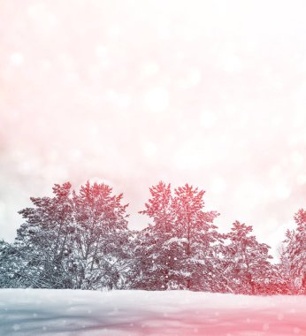  Karla kaplı ağaçlarla donuk kış ormanı.