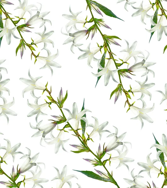 Весенний цветок Campanula изолированы на белом фоне . — стоковое фото