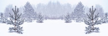  Karla kaplı ağaçlarla donuk kış ormanı.