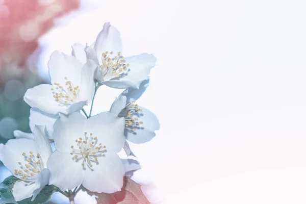 Weißer Jasmin der Zweig zarte Frühlingsblumen — Stockfoto