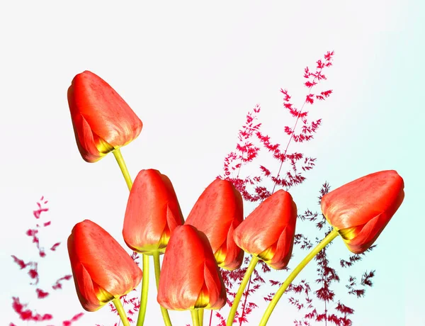 밝고 화려한 꽃 튤립 — 스톡 사진