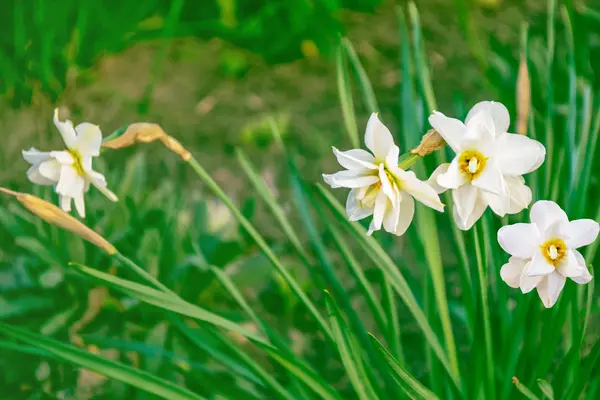 Helle und bunte Blumen Narzissen — Stockfoto