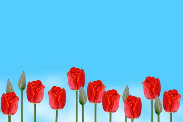Яркие и красочные цветы тюльпаны — стоковое фото