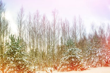  Karla kaplı ağaçlarla donuk kış ormanı.