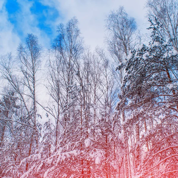 Floresta de inverno congelada com árvores cobertas de neve. — Fotografia de Stock