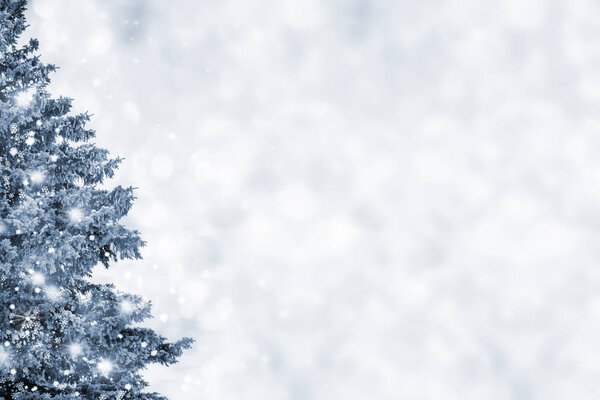  forest in the frost. Winter landscape. Snow covered trees. 