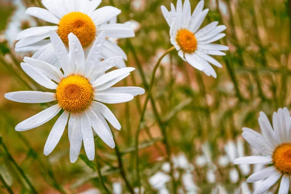 Witte lichte madeliefjebloemen op een achtergrond van de zomer landsca — Stockfoto