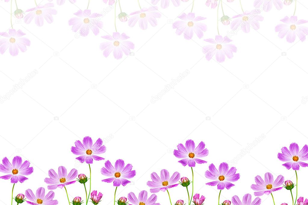 Bright colorful cosmos flowers 