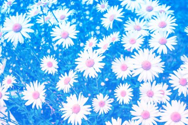 Parlak papatya çiçekler yaz landsca bir arka plan üzerinde beyaz