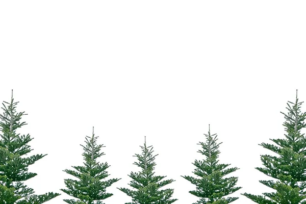 흰색 배경에 고립 된 크리스마스 트리입니다. 스프루 스. — 스톡 사진