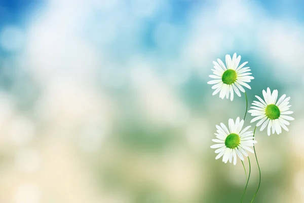 Flores de margarida brilhantes brancas em um contexto do landsca de verão — Fotografia de Stock