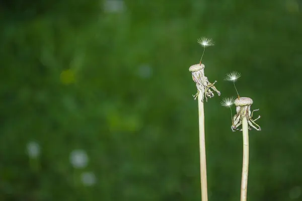 Fluffiga maskros blomma mot bakgrund av sommaren lan — Stockfoto