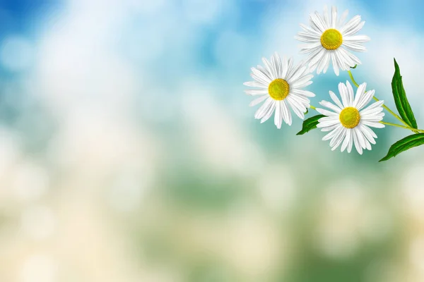 Fleurs blanches marguerites lumineuses sur un fond de paysage d'été — Photo