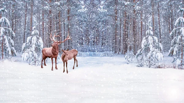 霜の中の森。冬の風景。雪に覆われた木。鹿 — ストック写真