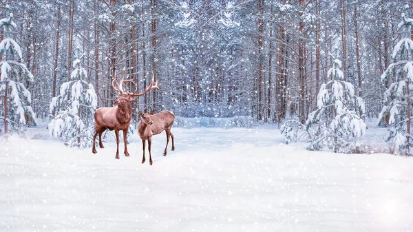 Bosque en la helada. Paisaje invernal. Árboles cubiertos de nieve. ciervos Fotos de stock