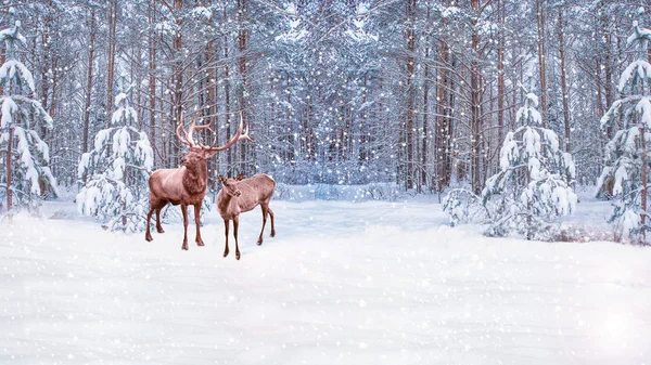 Skog i frosten. Vinterlandskap. Snötäckta träd. Rådjur Stockfoto