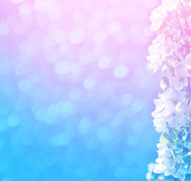 Çiçek açması şube elma. 