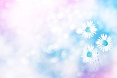 Parlak papatya çiçekler yaz landsca bir arka plan üzerinde beyaz