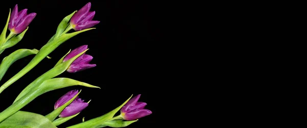 Blommor tulpaner isolerad på svart bakgrund. — Stockfoto