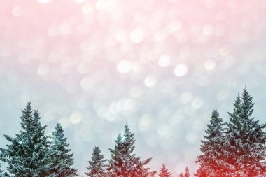  Karla kaplı ağaçlarla donuk kış ormanı.