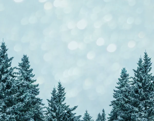 Foresta invernale ghiacciata con alberi innevati. — Foto Stock