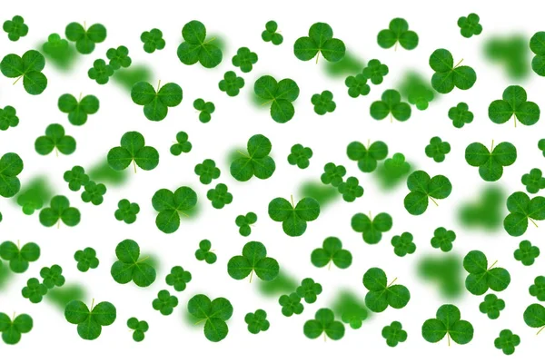 Leaf clover on white background. Green foliage. St.Patrick 's Da — Stock Photo, Image