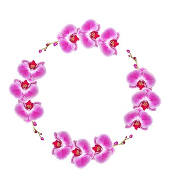 Bahar çiçek orkide beyaz arka plan üzerinde izole. 