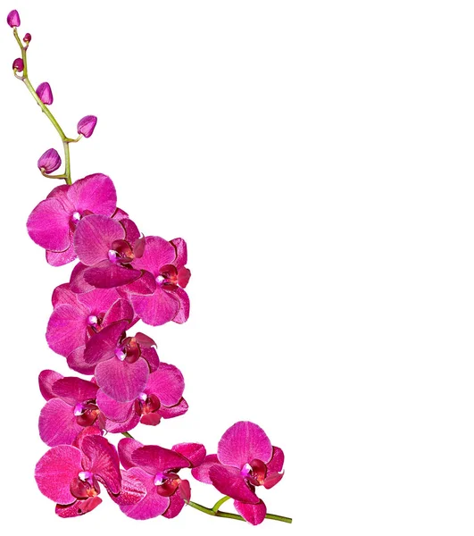 Jarní květiny orchidej izolovaných na bílém pozadí. — Stock fotografie