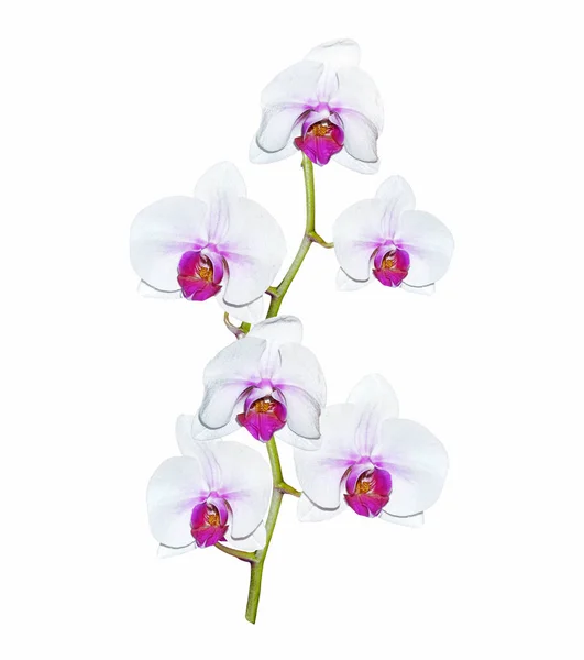 Jarní květiny orchidej izolovaných na bílém pozadí. — Stock fotografie
