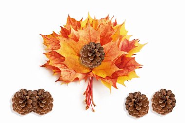 parlak renkli sonbahar yaprakları