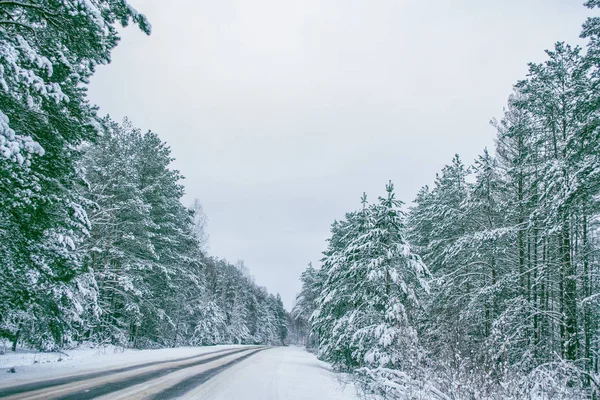 Frozen winter forest with snow covered trees. — Stock Photo, Image